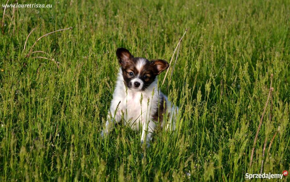 śliczny PAPILLON Spaniel Miniaturowy szczeniak Pionki