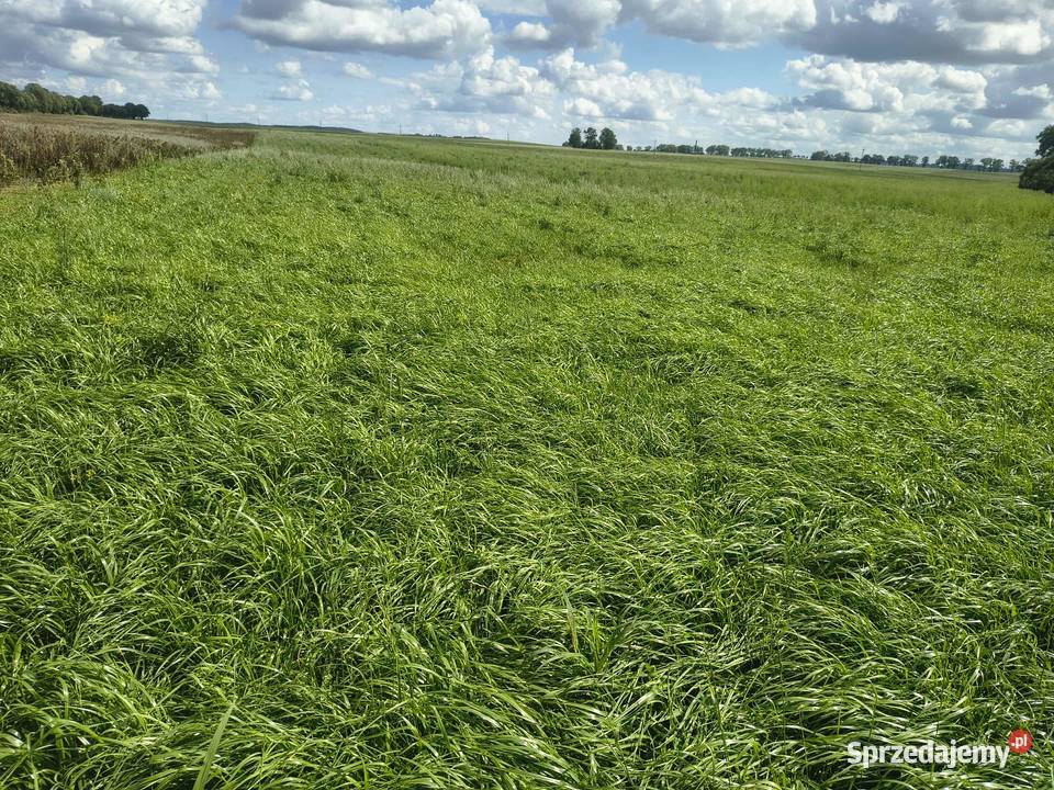 10ha mieszanki gorzowskiej do skoszenia na Kętrzyn
