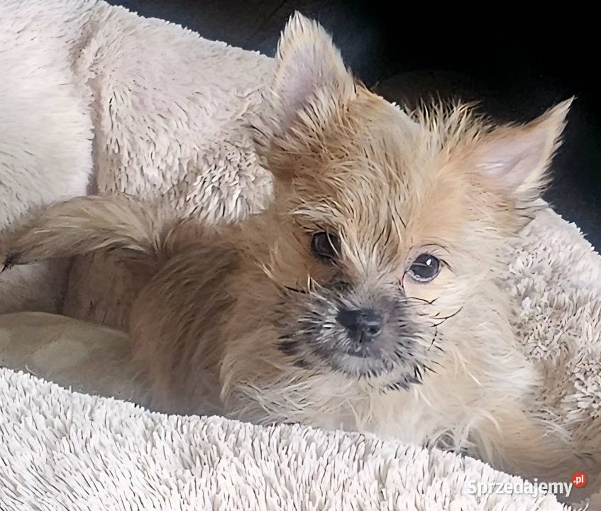 Yoreczka mała blondyneczka York śląskie Częstochowa