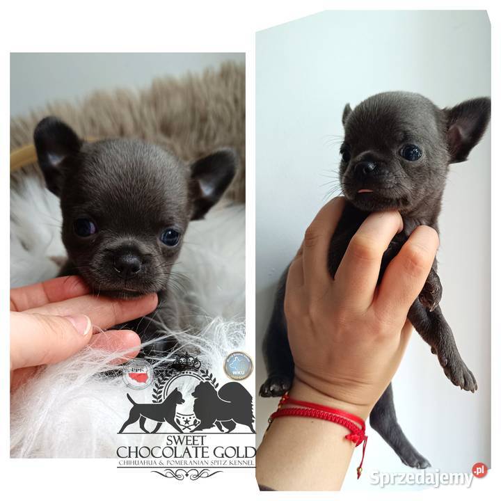 Chihuahua piesek krótkowłosy niebieski unikat Bełchatów