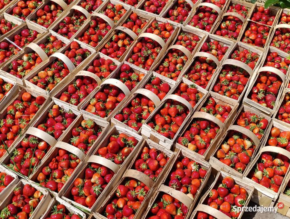 Sprzedam truskawki Pozostałe Wilkowa