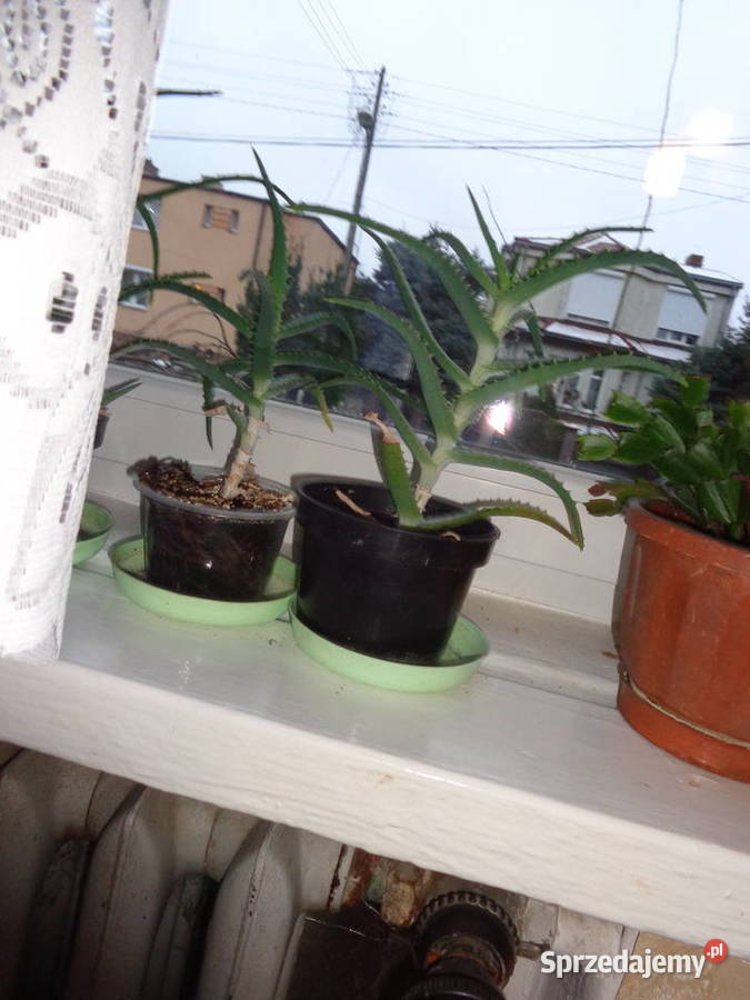 Aloes sadzonki roslina lecznicza wielkopolskie Poznań sprzedam