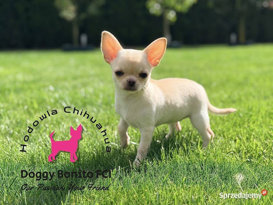 CHIHUAHUA ZKwP FCI drobna dziewczynka Gniezno