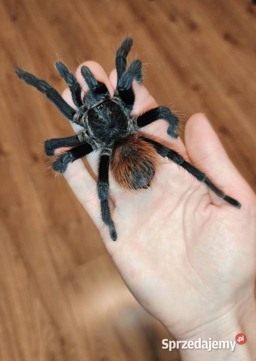 Aphonopelma anax dorosły świeży samiec łódzkie Dąbrowice