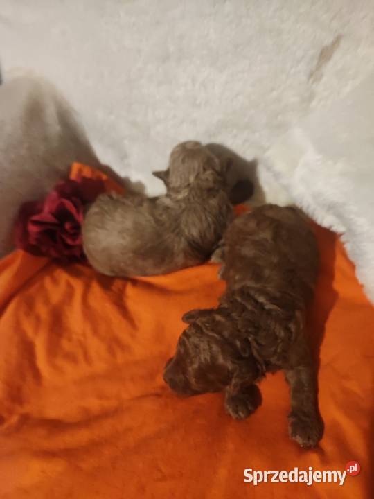 Pudelki toy miniatura szczenięta koniec grudnia Bolesławiec sprzedam