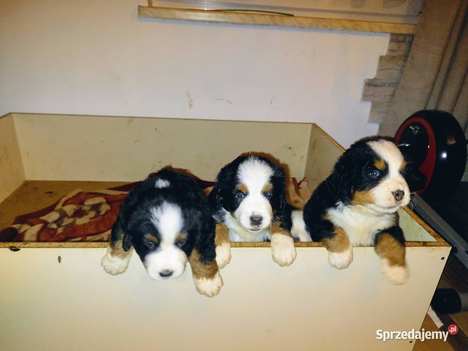 Sprzedam Pieski śląskie Pogwizdów