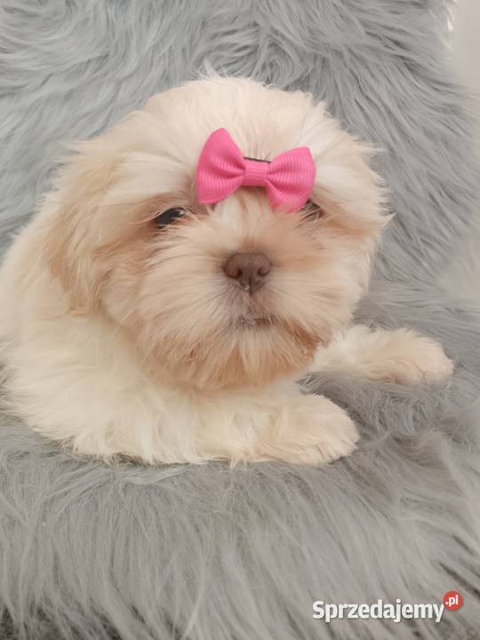 Unikatowa suczka rasy ShihTzu Namysłów