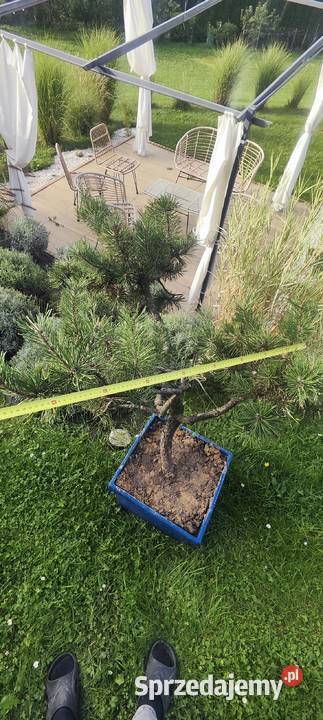 Bonsai sosna świerk jodła Chrzanów