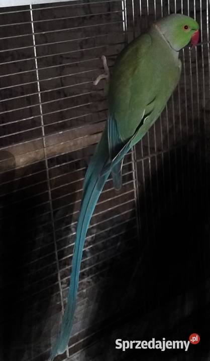 Papugi aleksandrety obrożnej Wodzisław Śląski