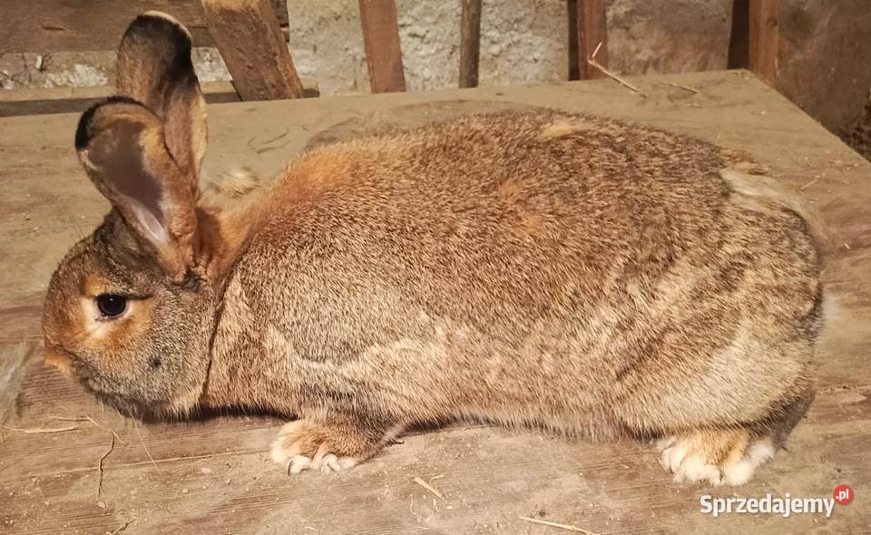 Sprzedam samice belgijską Miedźna sprzedam