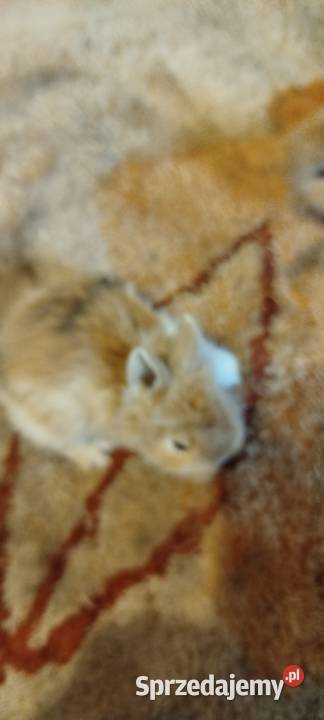 Króliczki miniaturki dolnośląskie Mierzowice