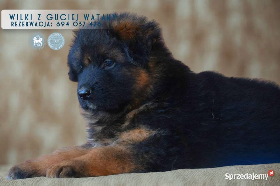 Owczarek niemiecki długowłosy Szczeniaki ZKwP Bielany Wrocławskie