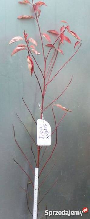 Dereń biały z czerwonymi zielonymi gałązkami kujawsko-pomorskie Bydgoszcz