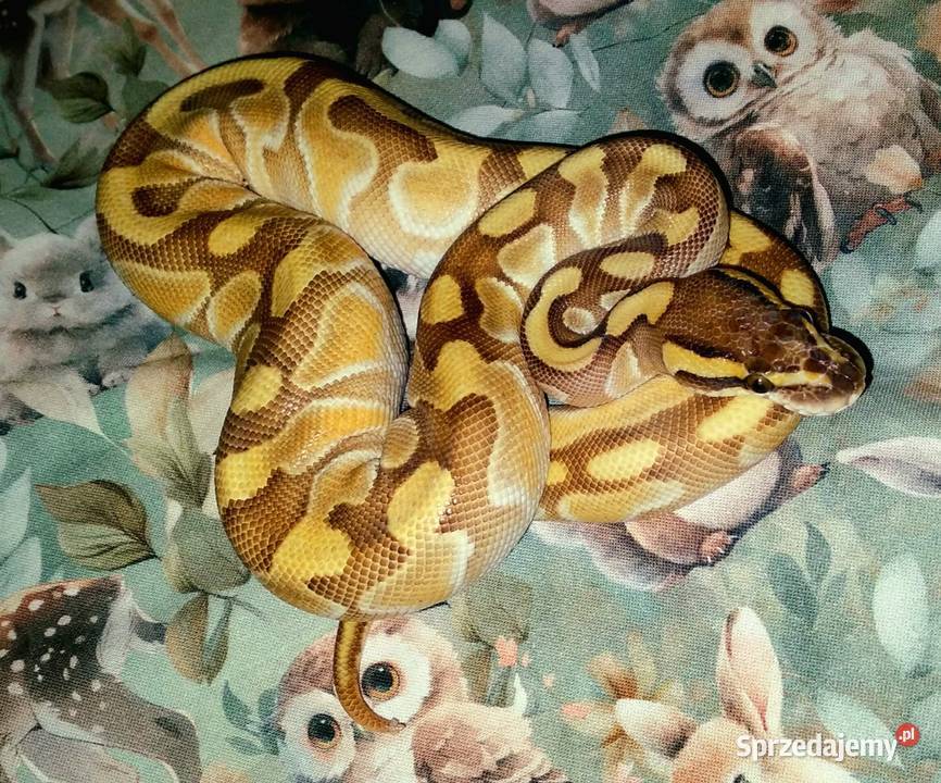 Python regius pyton królewski BIAŁA SAMICA Super