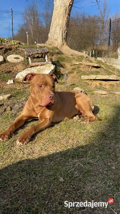 Sprzedam Szczeniaka American Pit Bull Terrier
