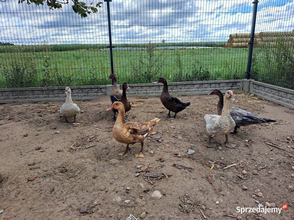 Kaczki piżmowe amerykańskie Brudzyno