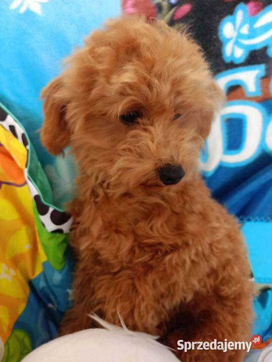 Maltipoo f1b Piesek małopolskie Miechów