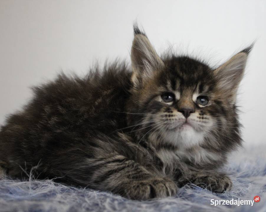 Dwie koteczki i trzy kocurki maine coon