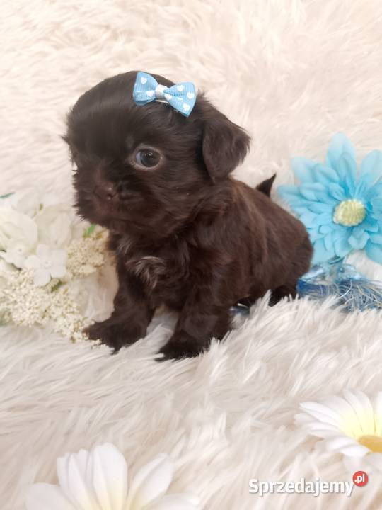 Czekoladowy piesek rasy ShihTzu Kępno