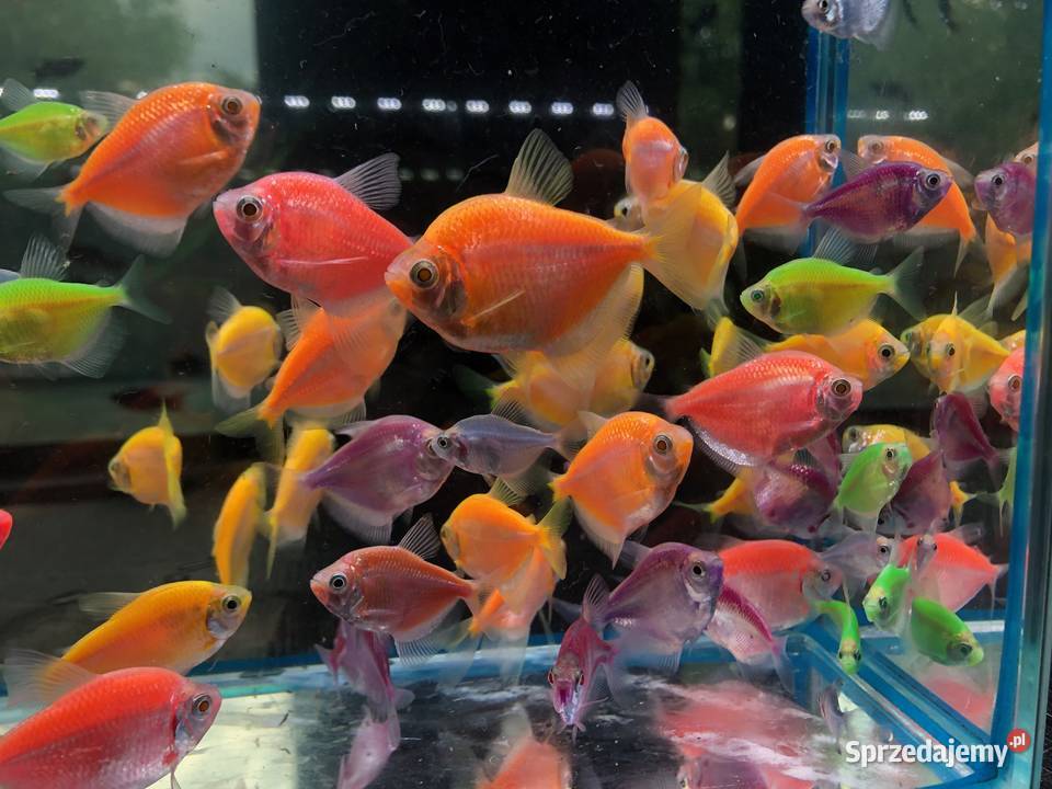Tetra mix kolorów Ryby Justynów