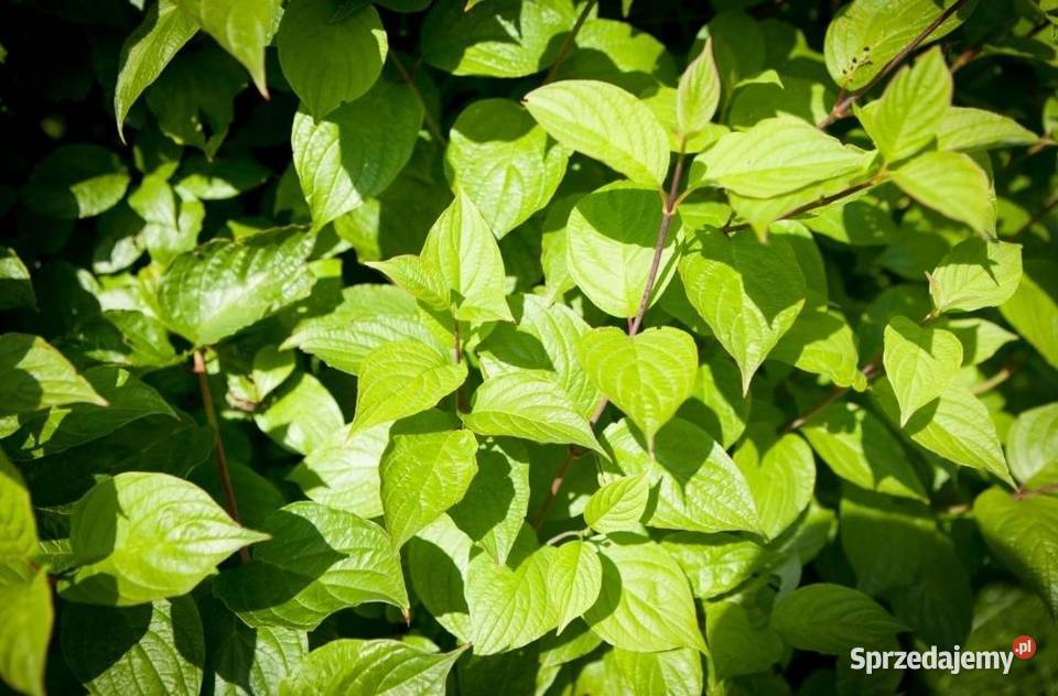Dereń biały Sibirica Cornus alba 90120 z gruntu sprzedam