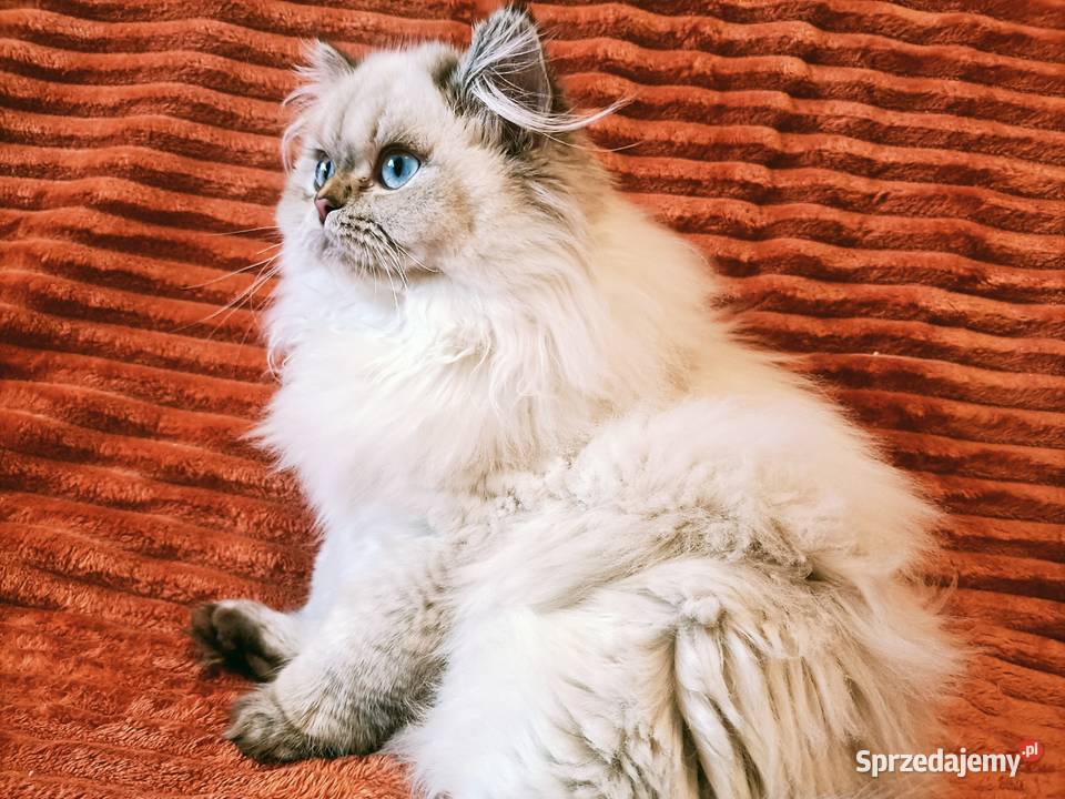 Kot brytyjski kotka brytyjska długowłosa point Brytyjski Kraków