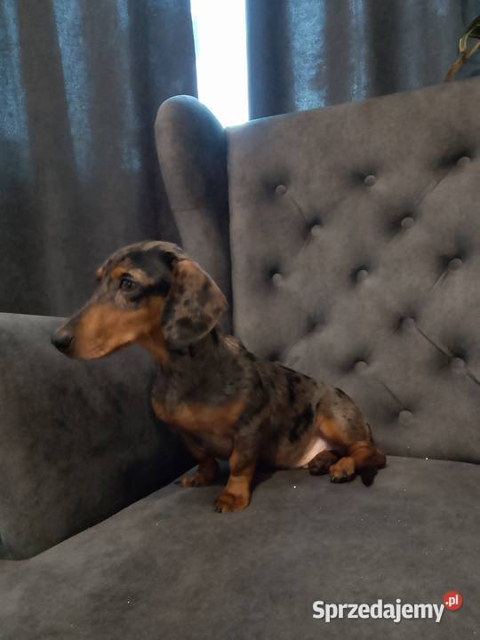 Jamnik merle piesek Żyrardów