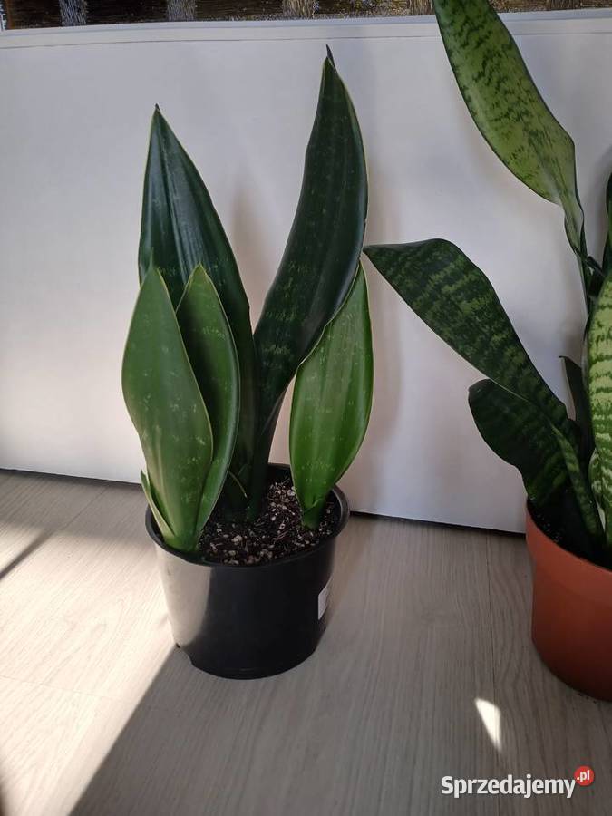 Sansevieria sanseweria black diamond i zeylanica Zielone śląskie Częstochowa