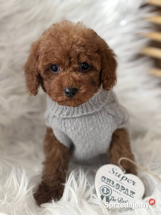 Pudel Toy red Polanka Wielka