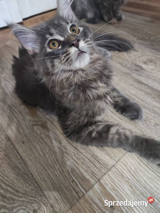 Maine Coon piękne kociaki Skorogoszcz