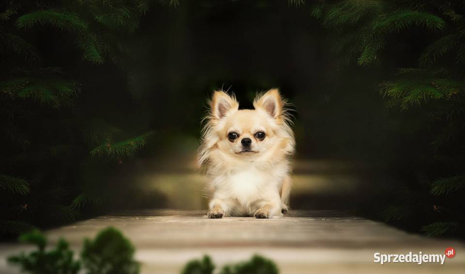 Reproduktor chihuahua długowłosy ZKwP FCI Bytom