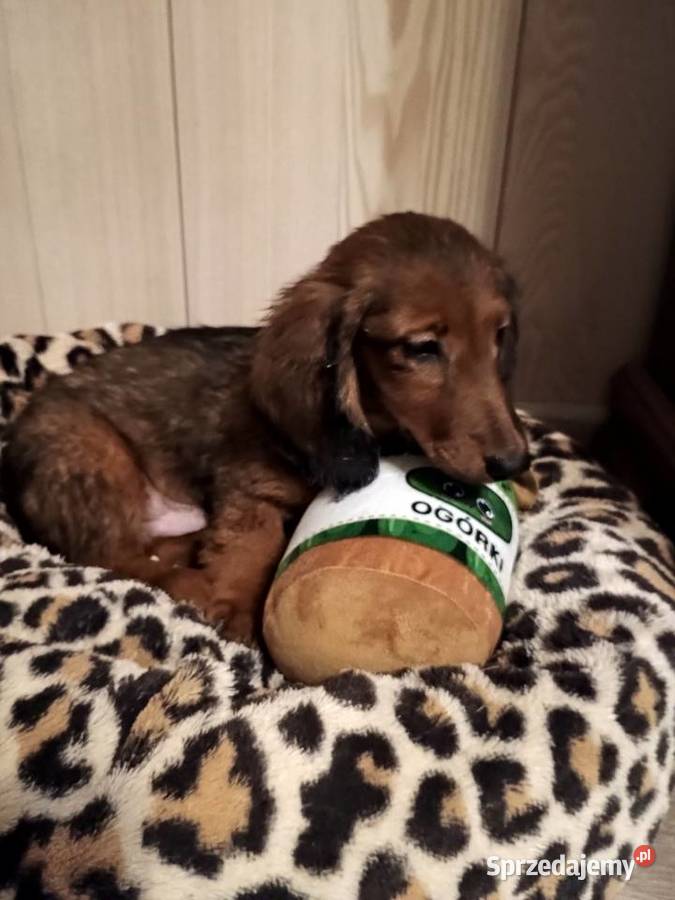 Jamnik długowłosy miniaturowy piesek Radziejów sprzedam