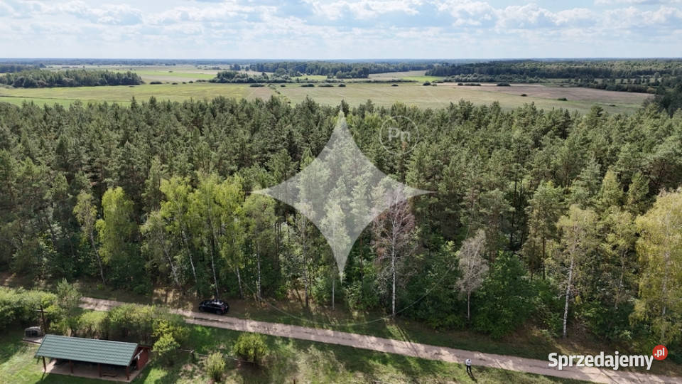 50letni Las Brzoza Sosna Gmina Rajgród leśna Pieńczykowo