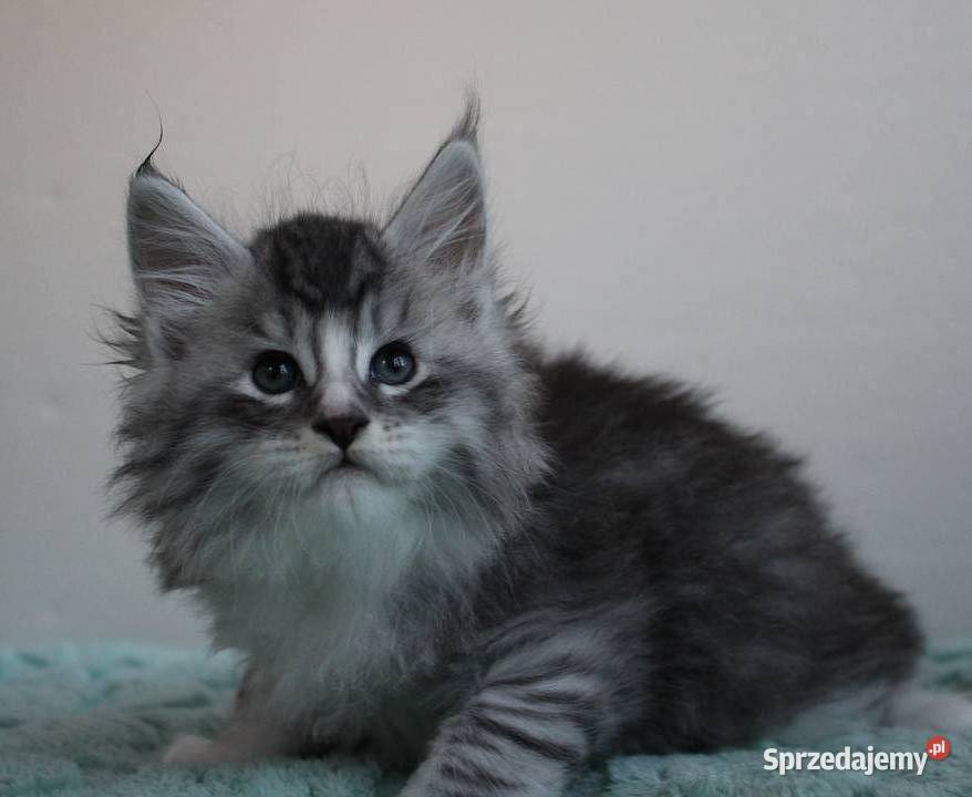 Śliczny kocurek maine coon