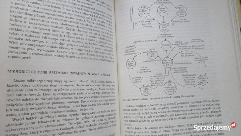 Mikrobiologia wód Plauch 1973 woda mikrobiologia biologia, ekologia Łódź