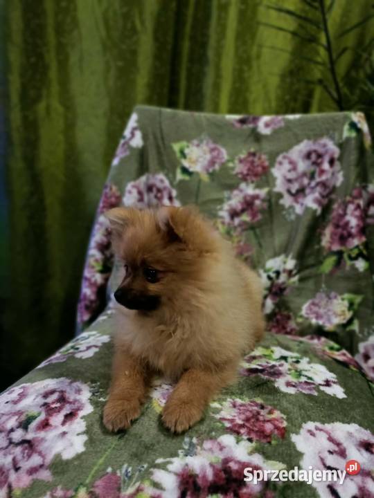 Piękny Mały Szpic Niemiecki rodzice FCI Krapkowice