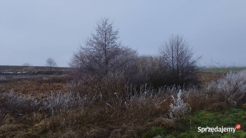 Łąka na sprzedaż Choszczna leśna Choszczno sprzedam