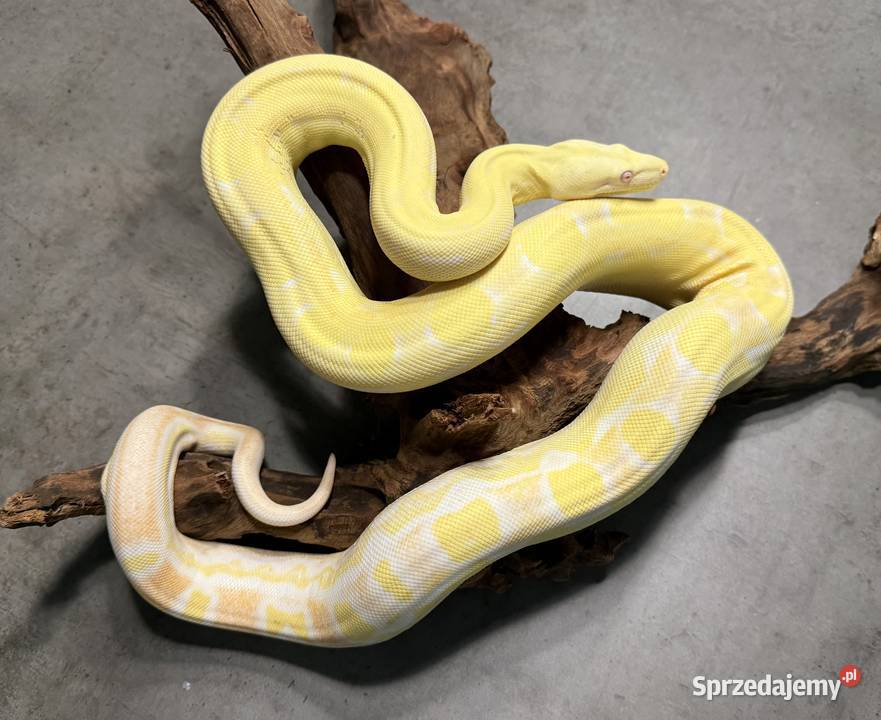 Boa Imperator Motley Albino Zwierzęta Bydgoszcz
