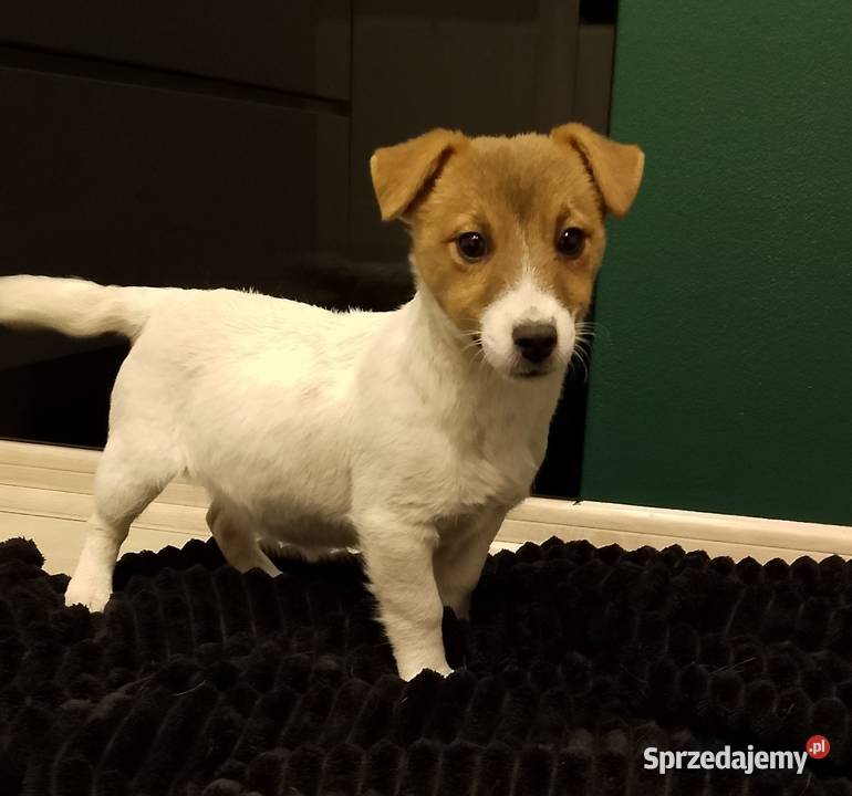 Suczka ZKwP Jack Russell terrier Sochaczew sprzedam