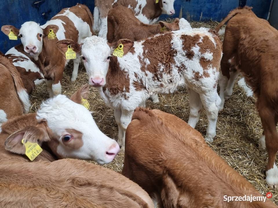 Sprzedaż cieląt mięsnych I mieszańcy Radom