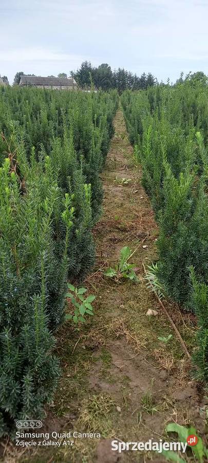 Cis hicksii I hilli 9060 28 2000 sztuk wielkopolskie Mąkolno sprzedam