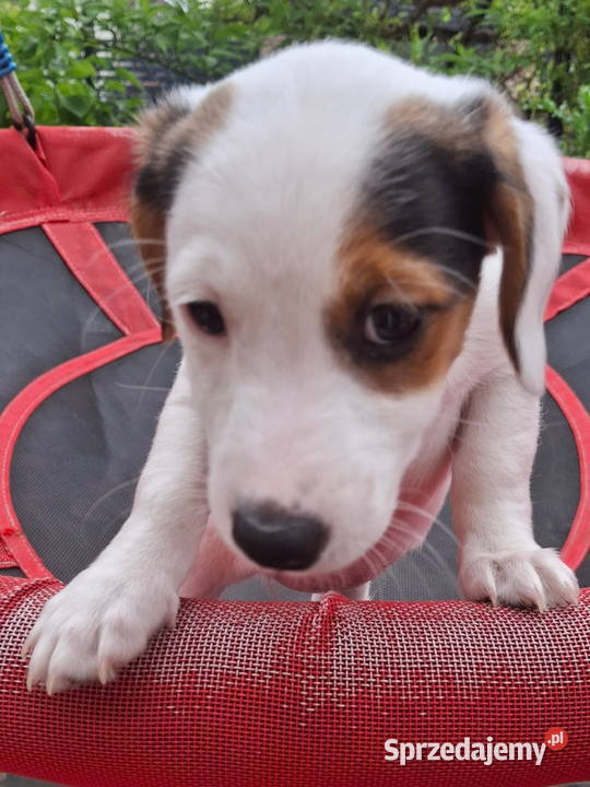 Jack Russell Terrier