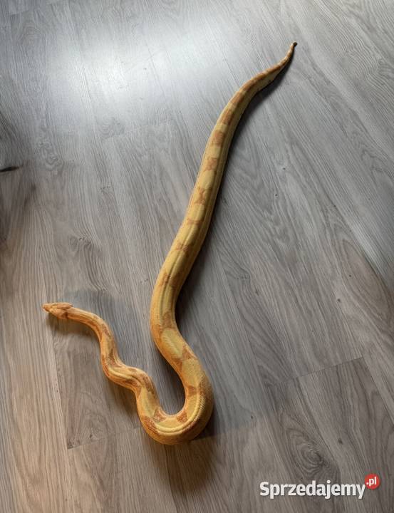 Boa Imperator Sunglow Kahl