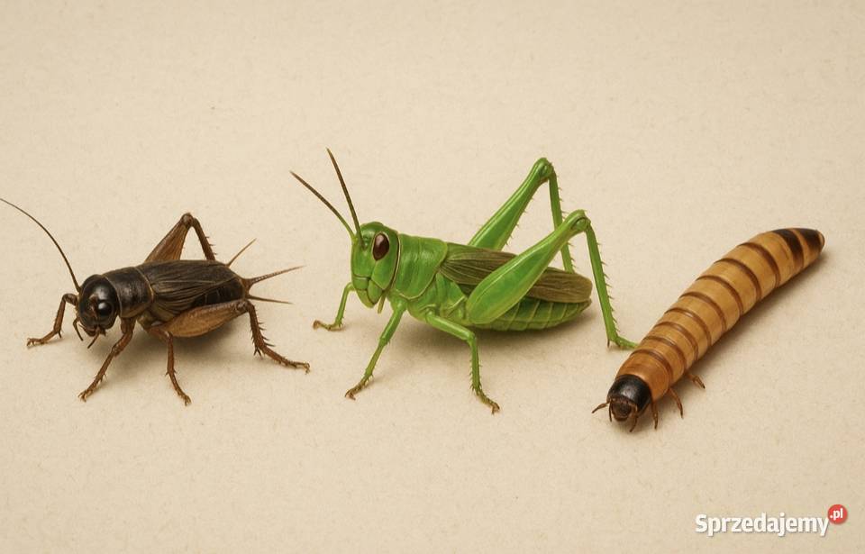 Świerszcze Domowe i Inne Karmy Dostawa Co Dzierżoniów