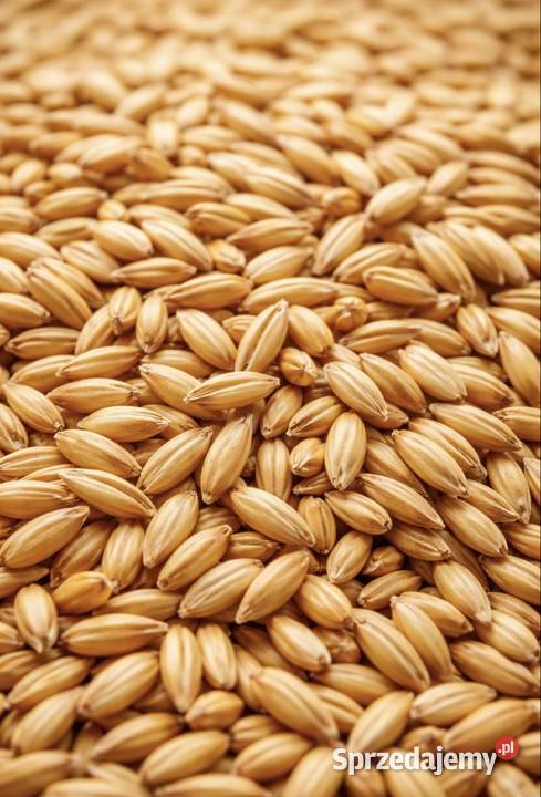 Owies Nowa Cerkiew sprzedam