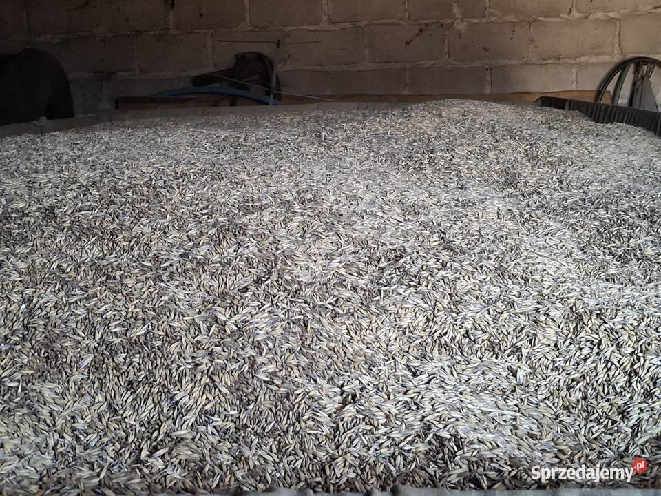 Sprzedam owies łódzkie Dalików