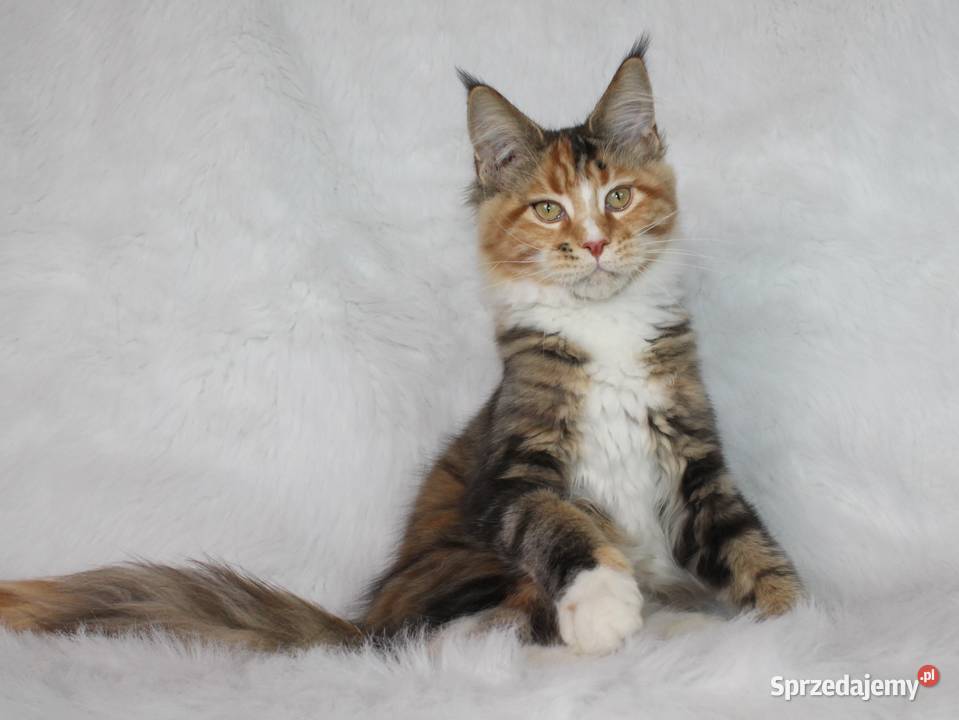 Kocięta Maine Coon kociego behawiorysty Nowa Ruda