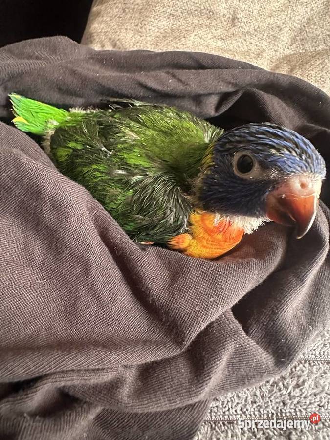 Lorysa tęczowa dolnośląskie