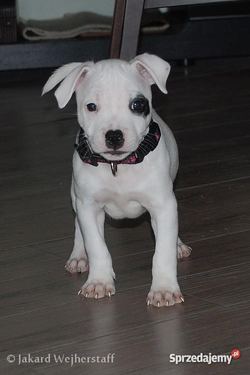 Staffiki szczenięta staffordshire bull terrier Wejherowo