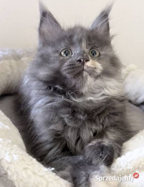 Maine Coon Śliczne kocięta Wińsko